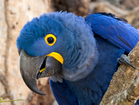 Hyacinth Macaw - Wild