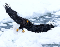 20150220-1DXX0451.jpg