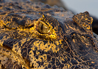 20130907-392A0315.jpg