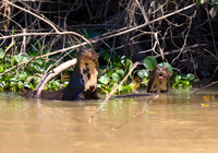 River Otter