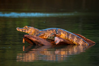 20130906-1DXX3844.jpg