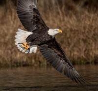 Bald Eagles Pacific Northwest