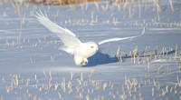 Snowy Owls - Alberta Canada