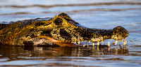 20130907-1DXX4956.jpg