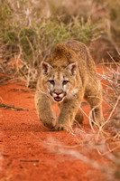 20130415-1DXX2215A.jpg